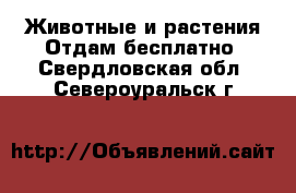 Животные и растения Отдам бесплатно. Свердловская обл.,Североуральск г.